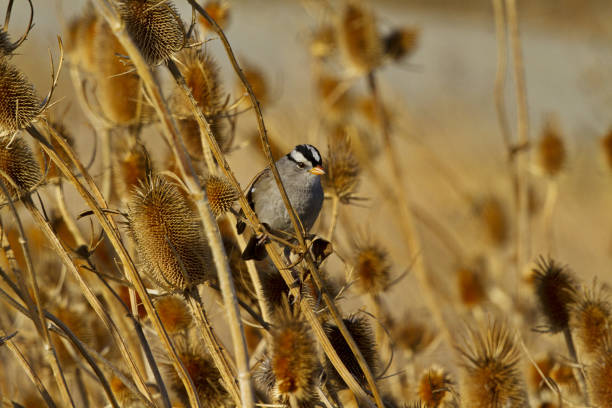 istock Alert White-crowned sparrow beautifully perched in autumn colors 1203100255