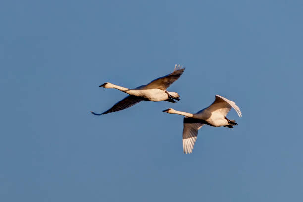 istock Flying swans. Blue sky background. Isolated birds 1203102791