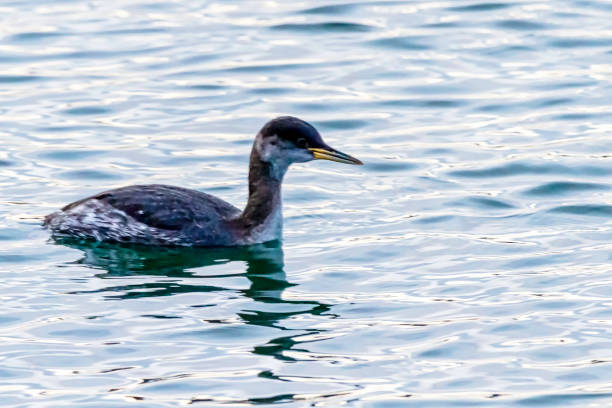 istock swimming Red necked Grebe close up at White rock BC Canada 1203102838