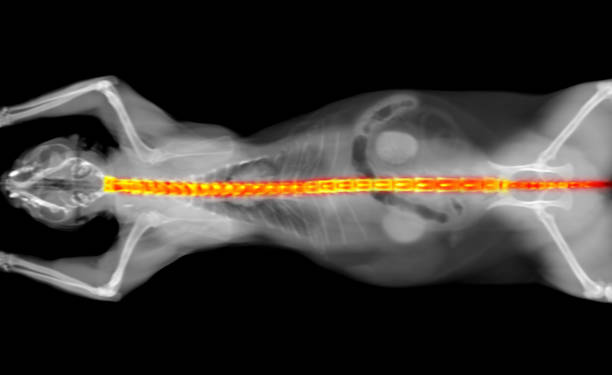 istock x-ray CT scan of a cat vertebral column 1203103612