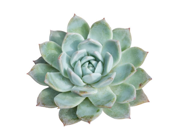 istock Miniature succulent plants isolated 1203103863