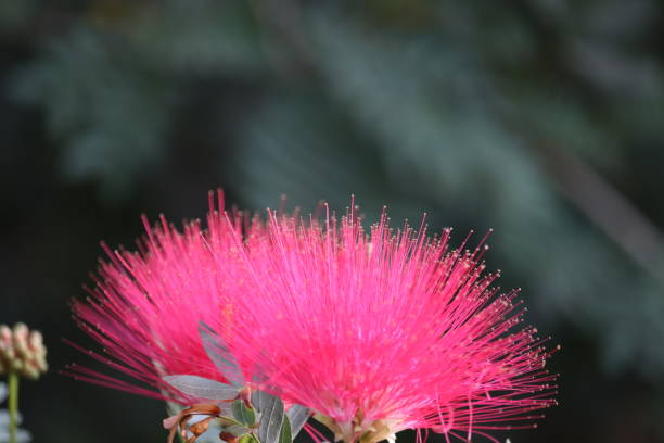 istock close up of wild bursh flower 1203107257