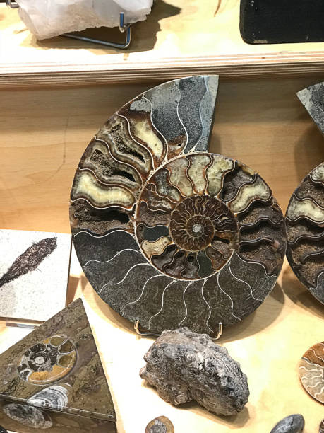 istock Gorgeous sliced Ammonite fossil in the showcase at Austria. 1203107319