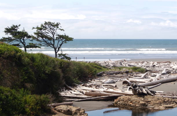 Kalaloch Beach In Olympic National Park