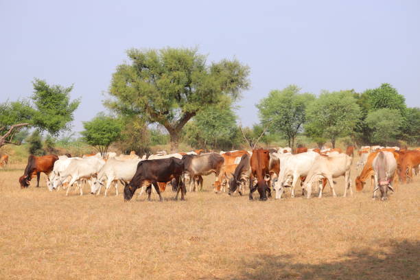 istock group of cows in meadow 1203109006