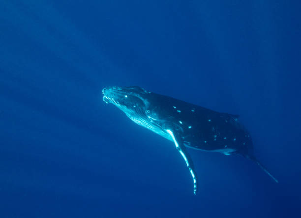 istock Humpback whales swimming 1203109067