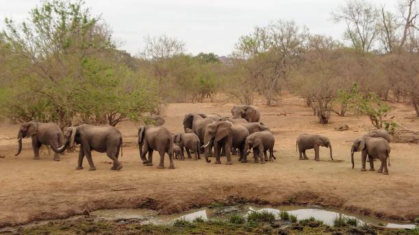 istock Herd of Elephants 1203111657