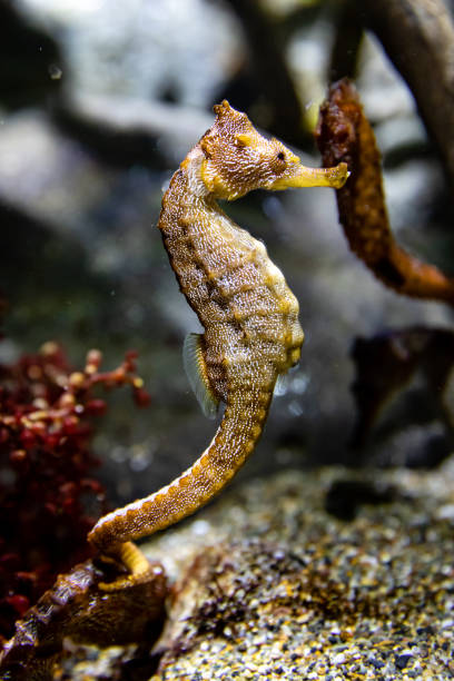 istock Yellow and Black Sea Horse 1203113916