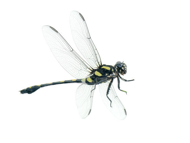 istock Macro image of Clubtail dragonfly on white background 1203114740