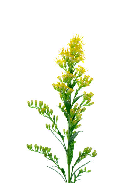 istock Close up of Solidago canadensis flower. 1203114769