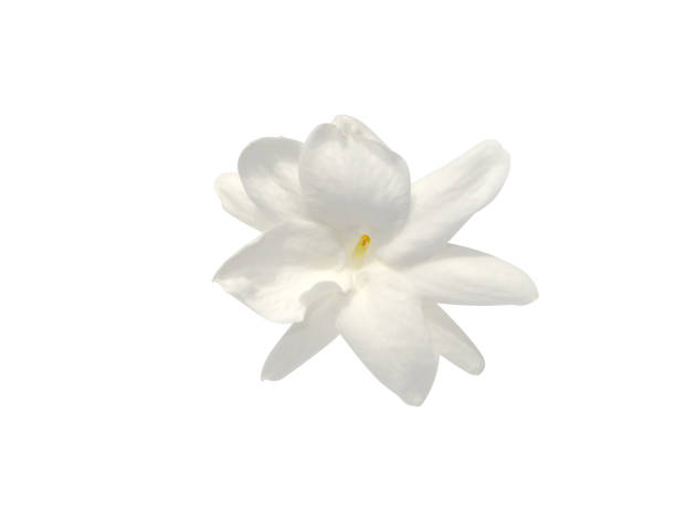 istock Close up of jasmine flower on white background 1203114820