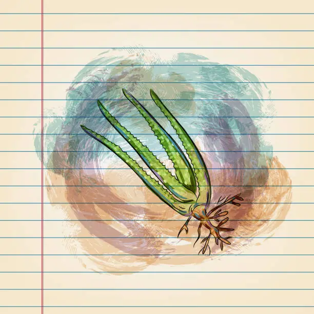 Vector illustration of Aloe Vera Plant Drawing on Ruled Paper
