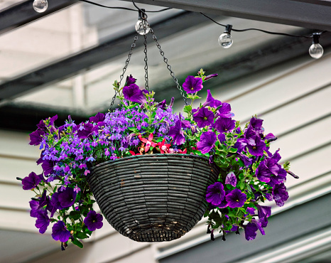 A hanging basket full of purple petunias.