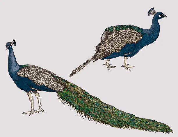 Vector illustration of Detailed Line Art Peacock Set