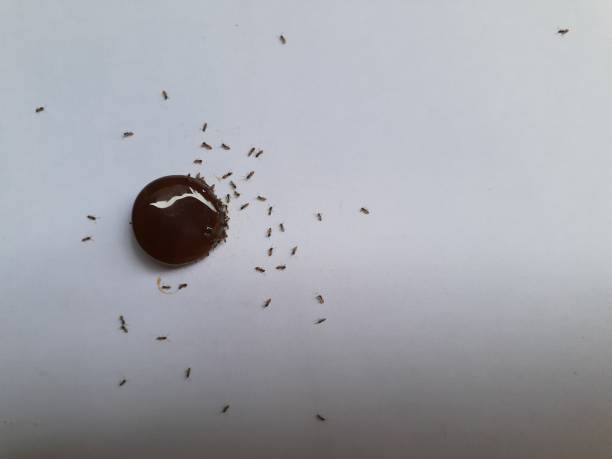 istock Ants that eat sweets. Top view close up details 1203117964