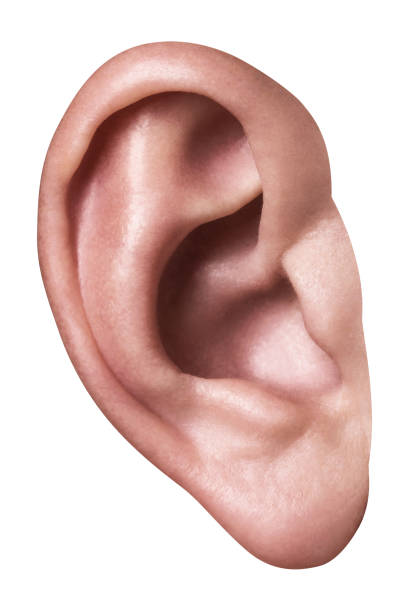 istock Man ear isolated on white background, close-up 1203118609