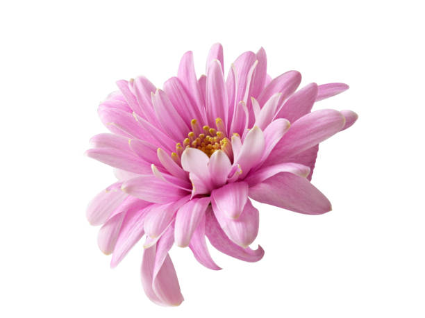 flor de crisantemo rosa aislada - chrysanthemum fotografías e imágenes de stock