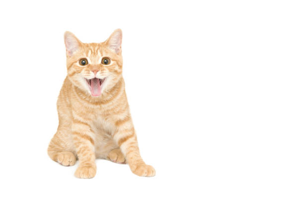 istock ginger/red british male shorthair kitten 1203122991