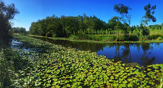 floodplain forest in Adapazari, Sakarya, Turkey