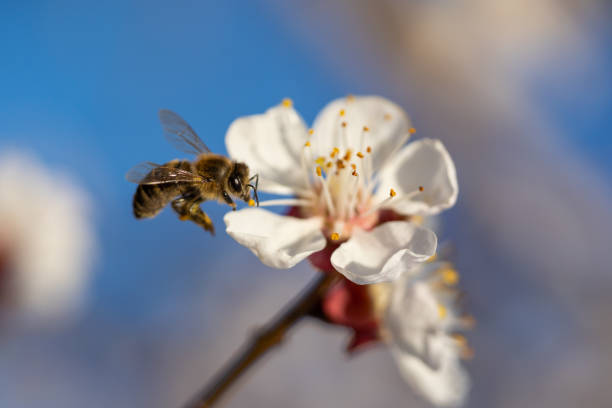 春の果樹花で忙しい蜂 - clear sky flower part flower macro ストックフォトと画像