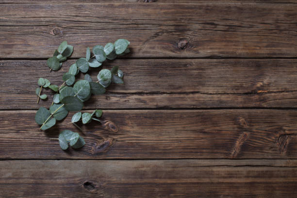 istock eucalyptus on old dark wooden background 1203124662