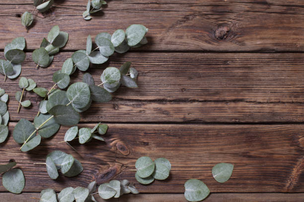 istock eucalyptus on old dark wooden background 1203124665