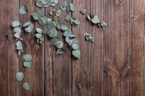 istock eucalyptus on old dark wooden background 1203124674