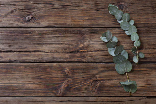 istock eucalyptus on old dark wooden background 1203124695