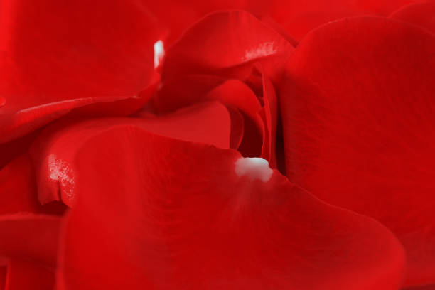 istock Real red roses petals background. Close up. 1203125764