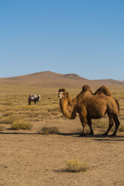 бактрийский верблюд в пустыне гоби на закате - bactrian camel camel independent mongolia gobi desert стоковые фот�о и изображения