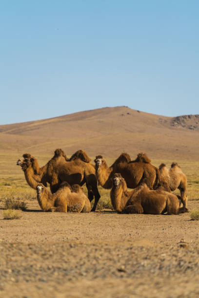 istock Bactrian camel in the Gobi Desert at sunset 1203126506