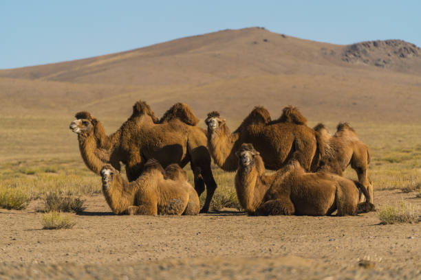 istock Bactrian camel in the Gobi Desert at sunset 1203126520