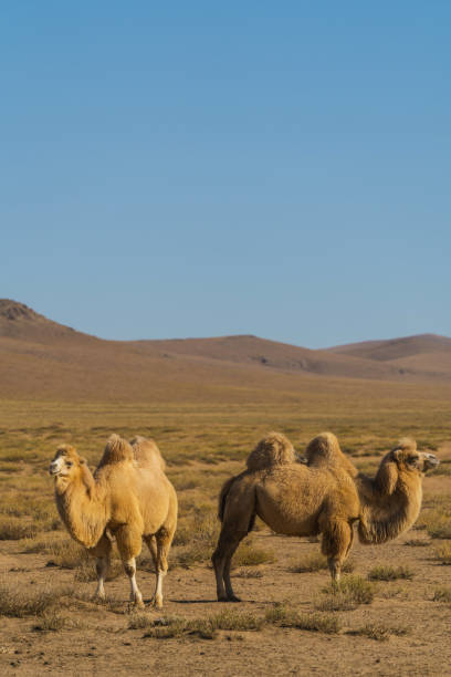 istock Bactrian camel in the Gobi Desert at sunset 1203126524