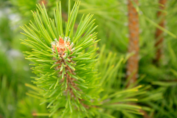 istock Young fresh Pine branch macro in the forest. 1203127043