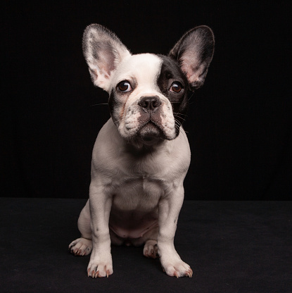 Stock photo of a female Black and White French Bulldog puppy photographed on a black background
