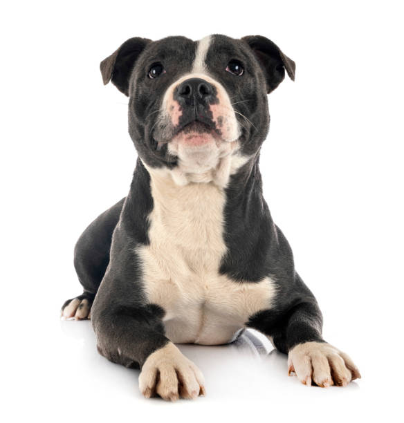 istock staffordshire bull terrier 1203128569