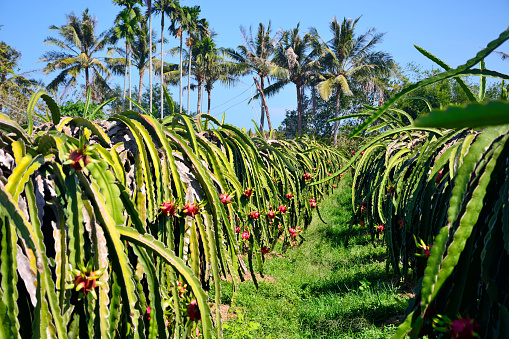 Dragon Fruit (Pitaya) plantation in southern Vietnam