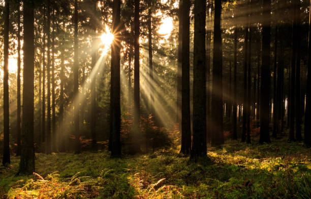 istock Sunbeams between the trees in the sinner 1203129664