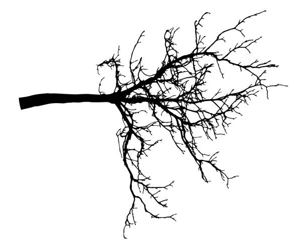 illustrations, cliparts, dessins animés et icônes de silhouette d'arbre de branche de châtaignier. branche nue. illustration de vecteur - tree silhouette branch bare tree