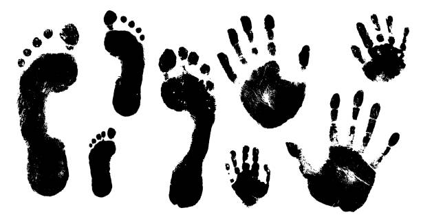 손과 발의 가족 인쇄. 여성, 남성, 어린이의 손글씨와 발자국 세트. 벡터 그림입니다. - human footprint stock illustrations
