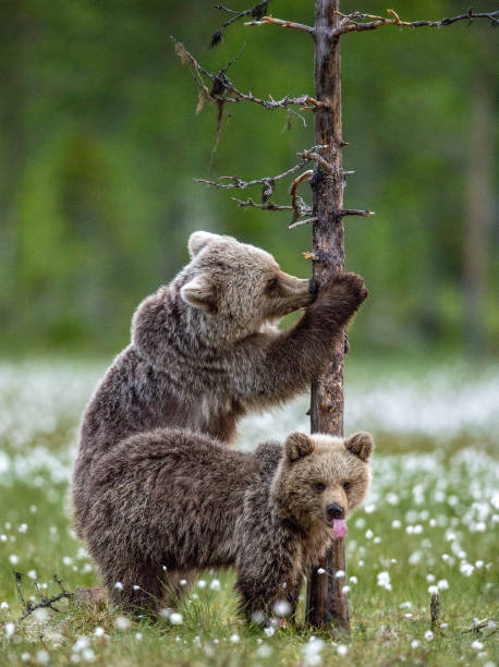 istock Brown bear cub stands on its hind legs by a pine tree in  summer forest. 1203132099