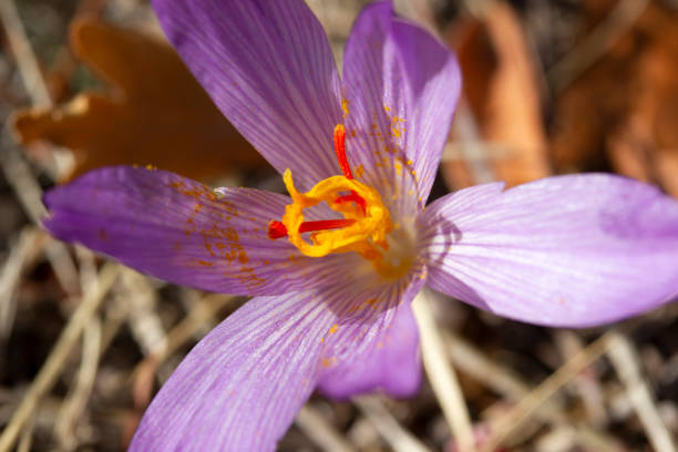 purple crocus blooming in spring - single flower flower crocus spring imagens e fotografias de stock