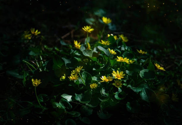 istock Spring background with beautiful yellow flowers, dark mood banner 1203132348