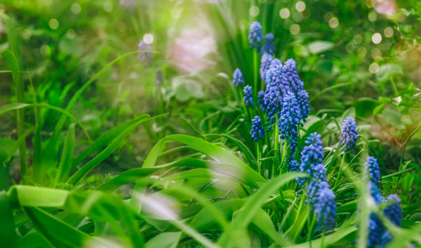 istock Small blue flowers on gentle soft green grass bokeh background, outdoors, close-up. Spring or summer template floral background Blue Muscari or murine hyacinth flower 1203132370