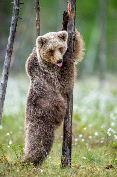 istock Brown bear cub stands on its hind legs by a pine tree in  summer forest. 1203133003