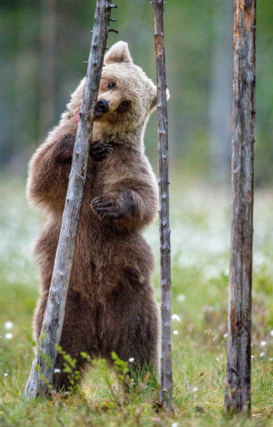 istock Brown bear cub stands on its hind legs by a pine tree in  summer forest. 1203133080