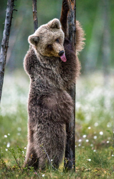 istock Brown bear cub stands on its hind legs by a pine tree in  summer forest. 1203133103