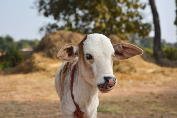 istock Beautiful little calf at dairy farm 1203134412