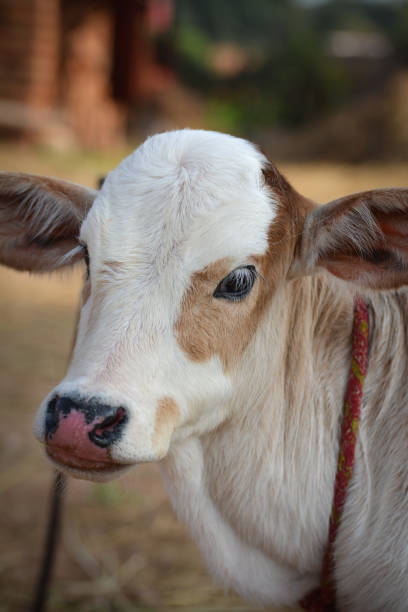 istock Beautiful little calf at dairy farm 1203134436