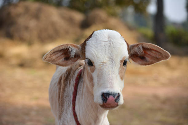 lindo bezerrinho na fazenda de laticínios - calf newborn animal cattle farm - fotografias e filmes do acervo